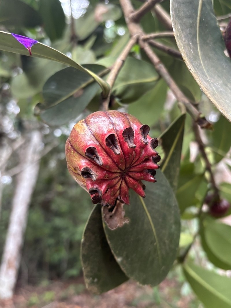 Clusia aemygdioi