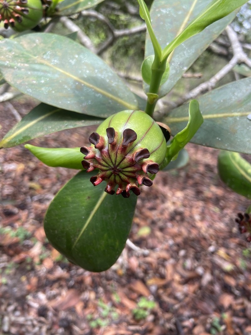 Clusia aemygdioi photo 2