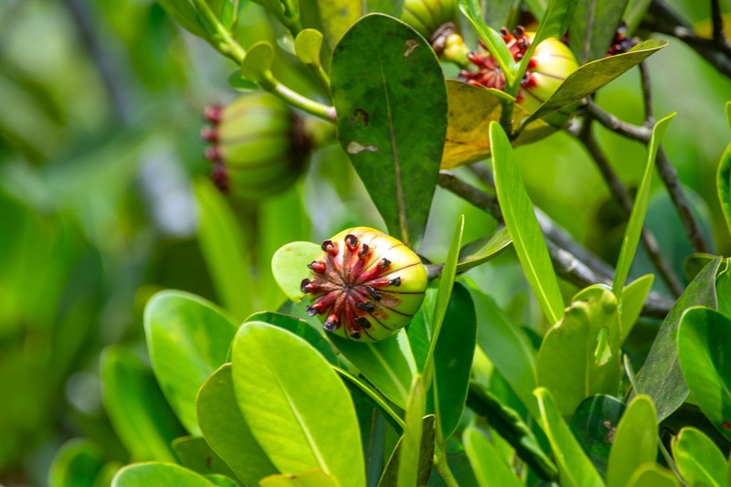 Clusia aemygdioi photo 3