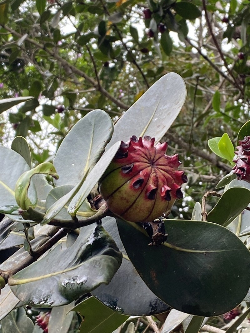 Clusia aemygdioi photo 4