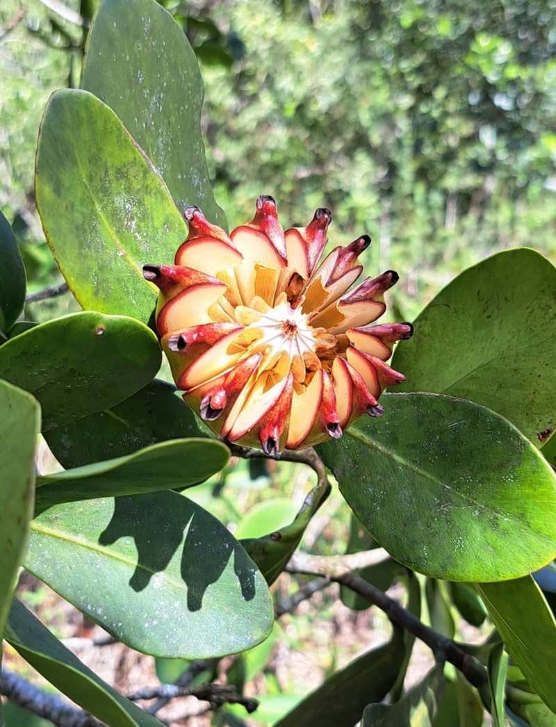 Clusia aemygdioi photo 5