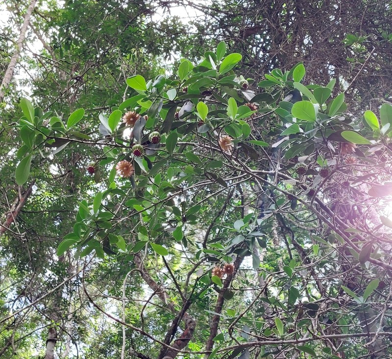 Clusia aemygdioi photo 6