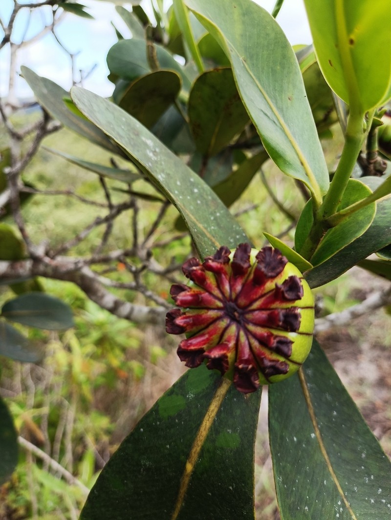 Clusia aemygdioi photo 7