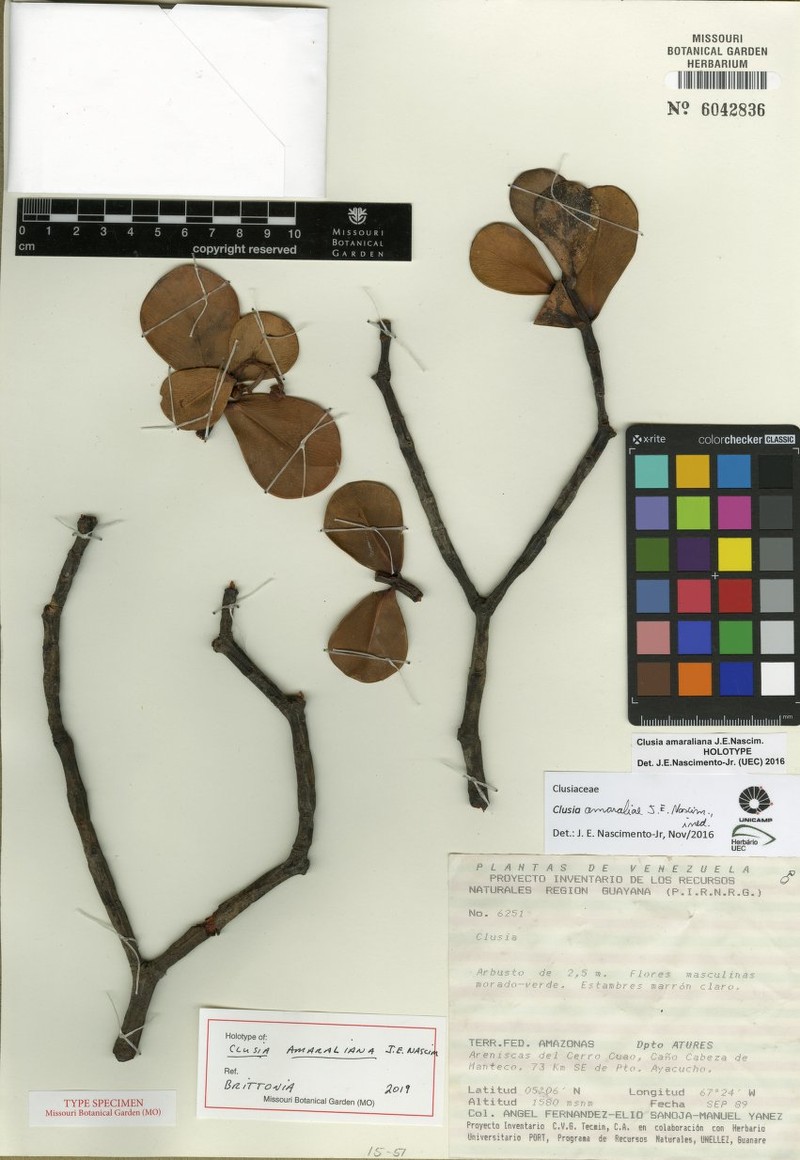 Clusia amaraliana