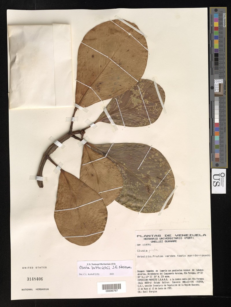 Clusia bittrichii