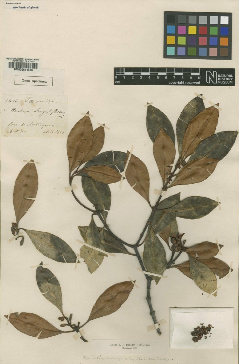 Clusia caryophylloides