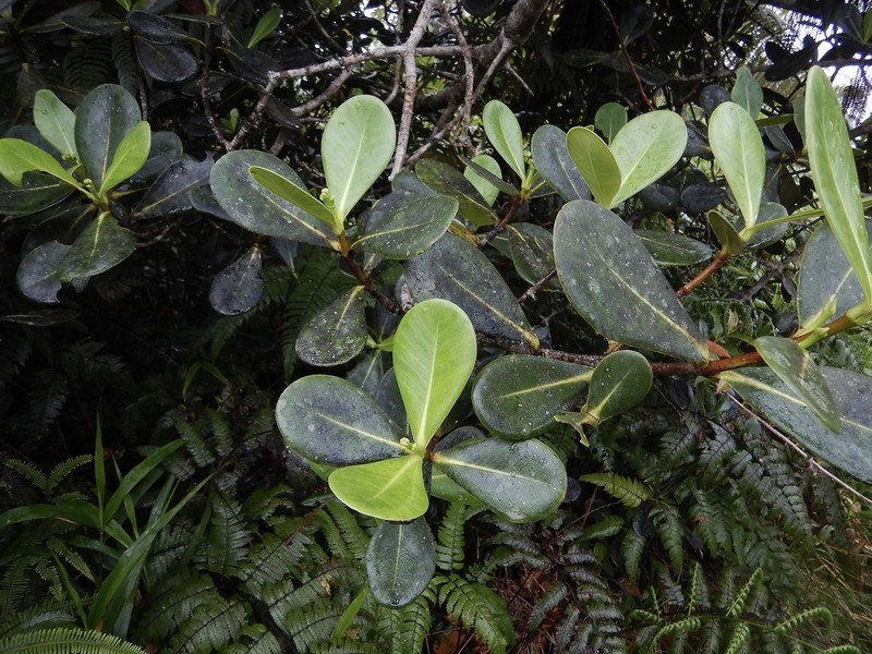 Cupeillo photo 2