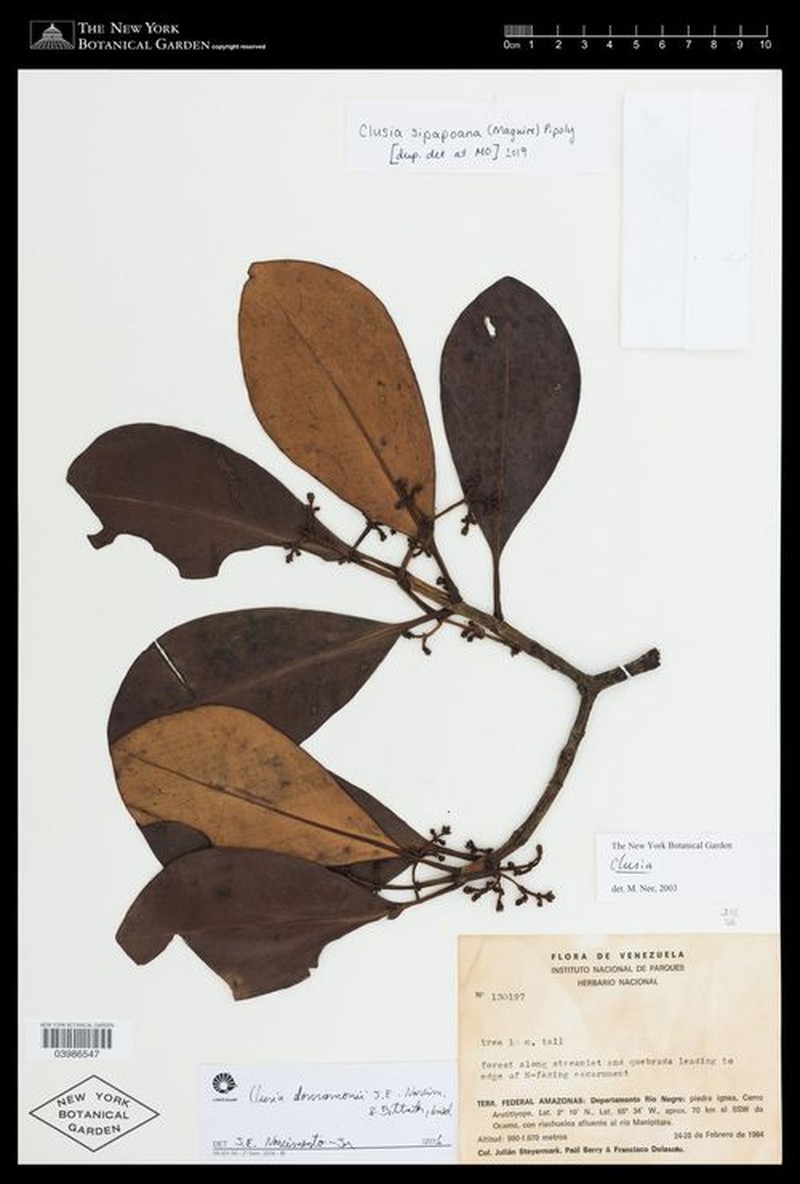 Clusia donramonii