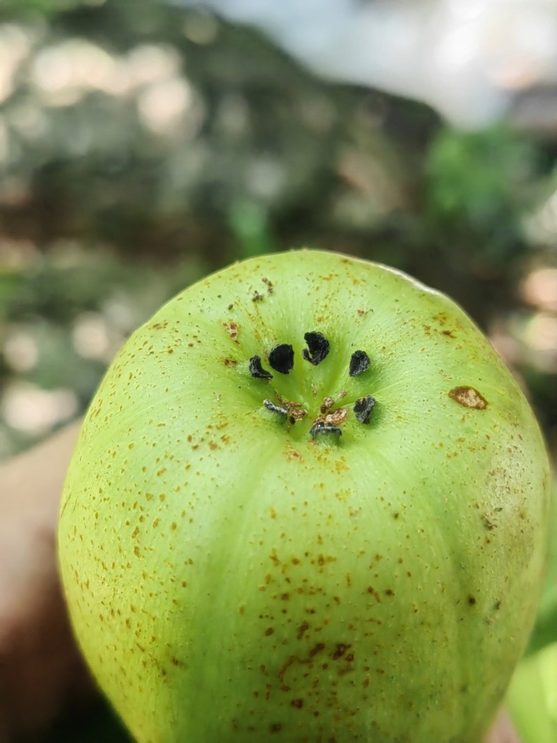 Clusia dotana
