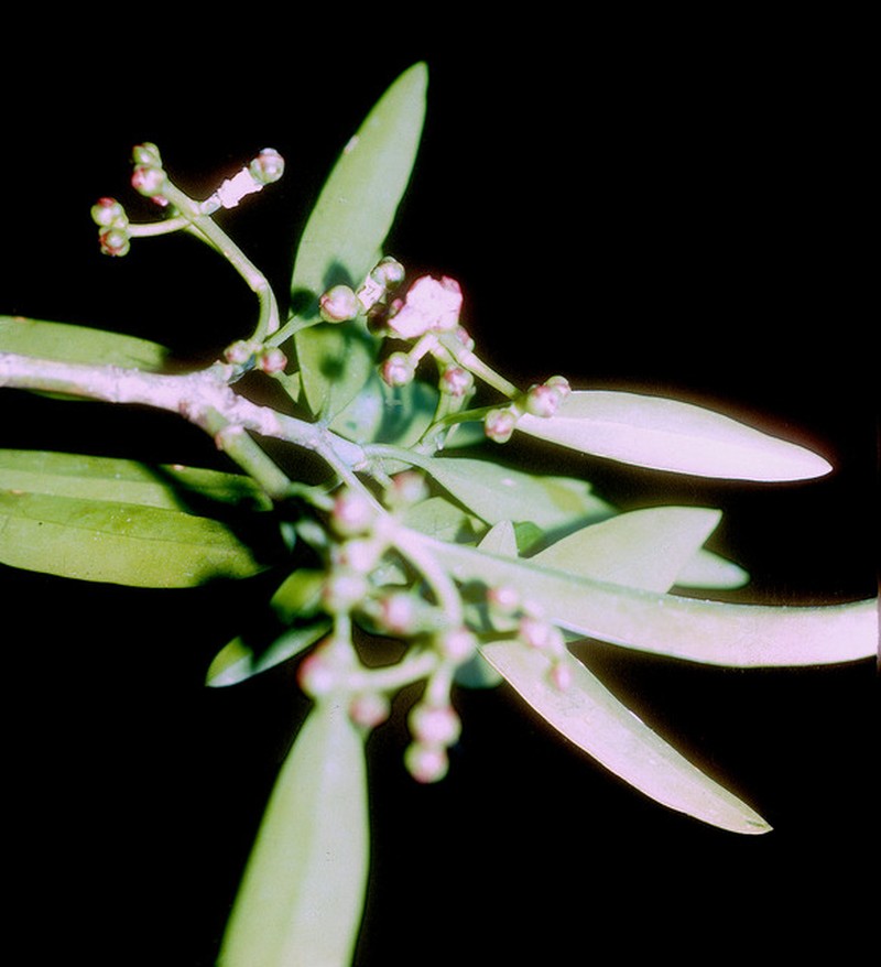 Clusia falcata