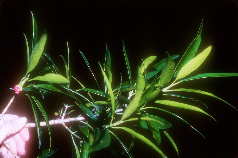 Clusia falcata photo 2