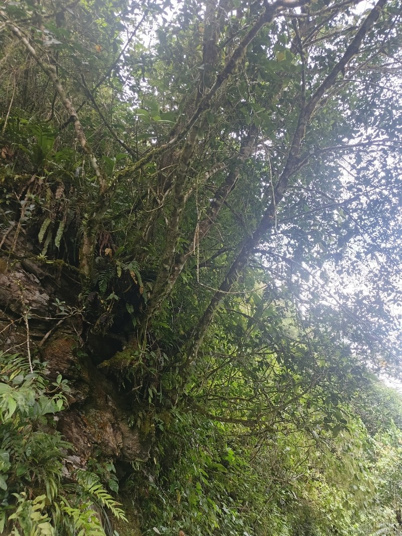 Clusia glauca photo 2