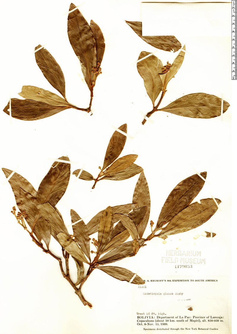 Clusia glauca photo 4