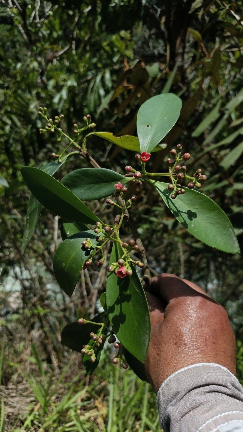 Clusia glauca