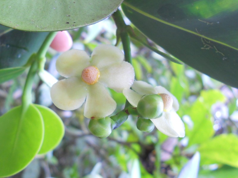 Clusia heterocolorata