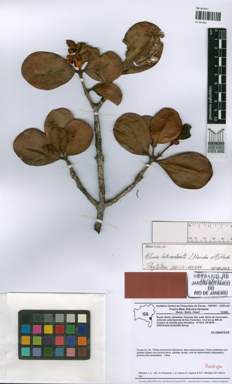 Clusia heterocolorata photo 2