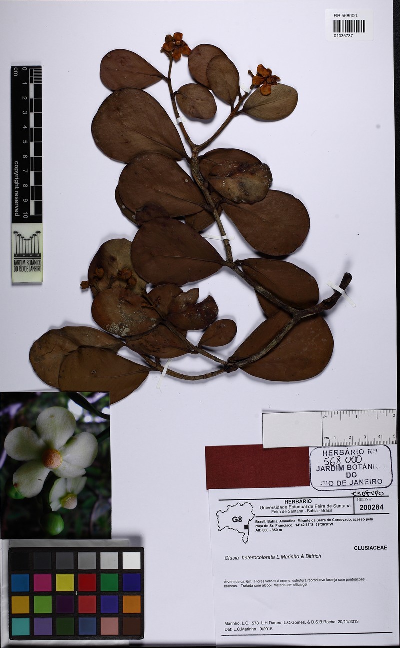 Clusia heterocolorata photo 3