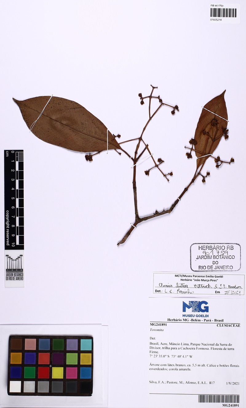 Clusia lutea