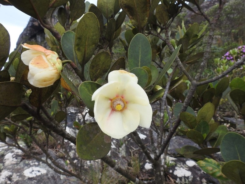 Clusia mexiae