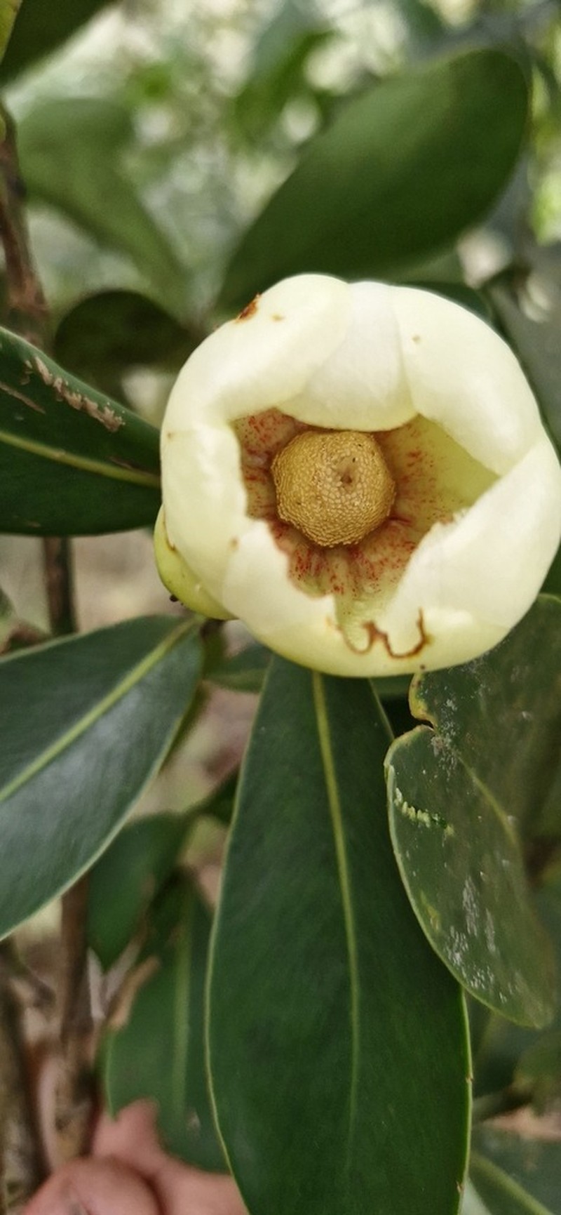 Clusia mexiae photo 2