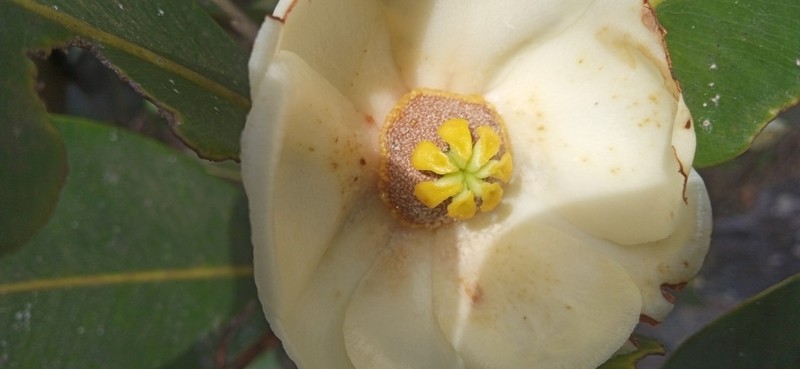 Clusia mexiae photo 4