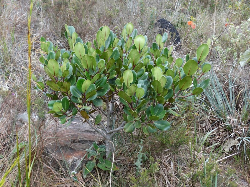 Clusia mexiae photo 5