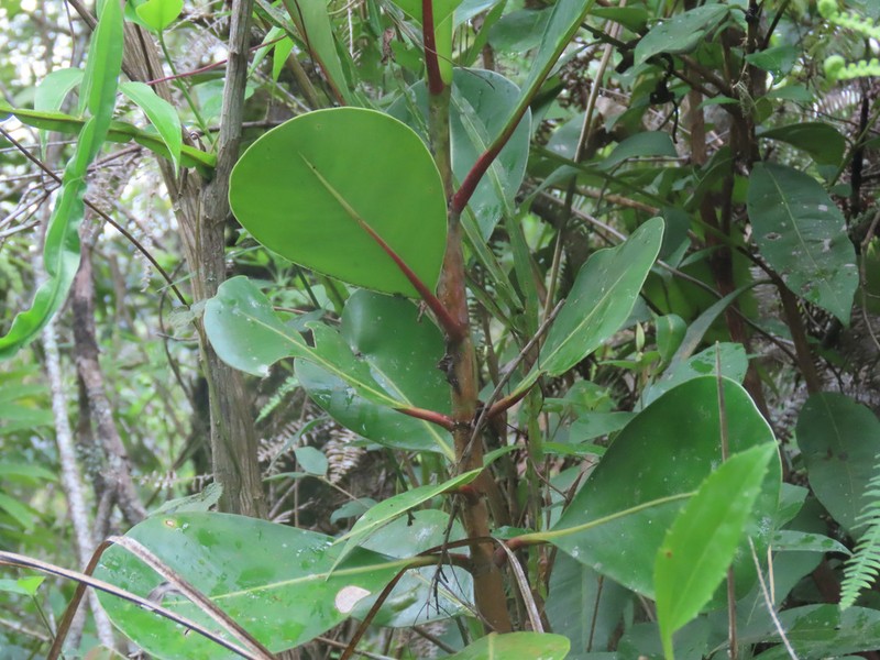 Clusia mexiae photo 7