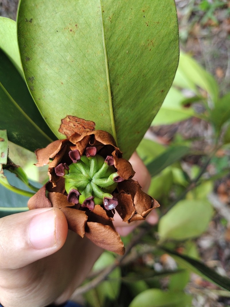 Clusia mexiae photo 8