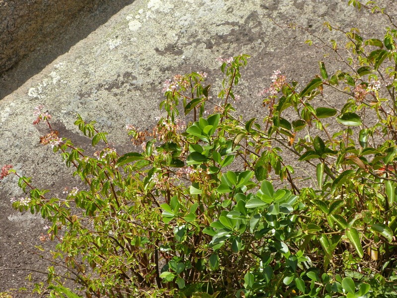 Cupey De Monte photo 3