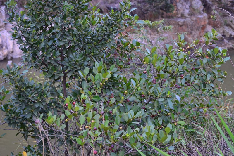 Cupey De Monte photo 6