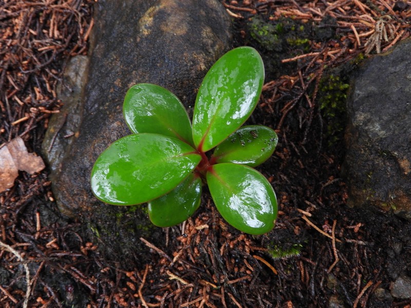 Clusia multiflora
