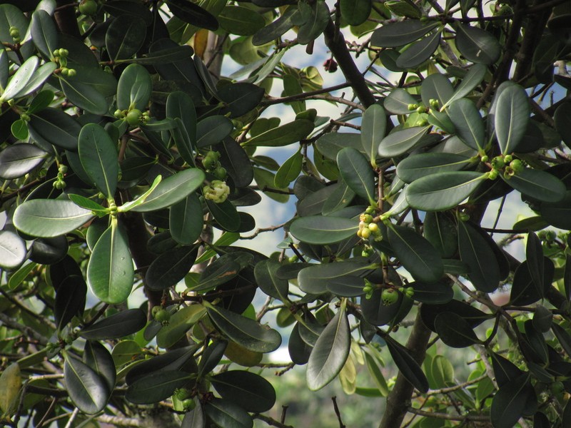 Clusia multiflora photo 2