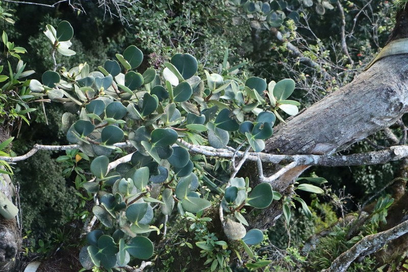 Clusia multiflora photo 3