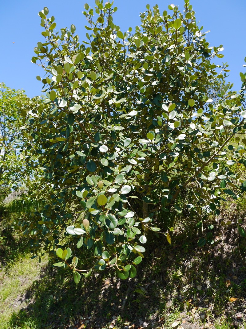 Clusia multiflora photo 4