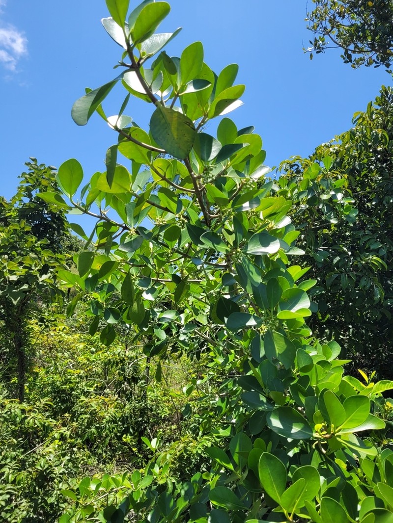 Clusia multiflora photo 5