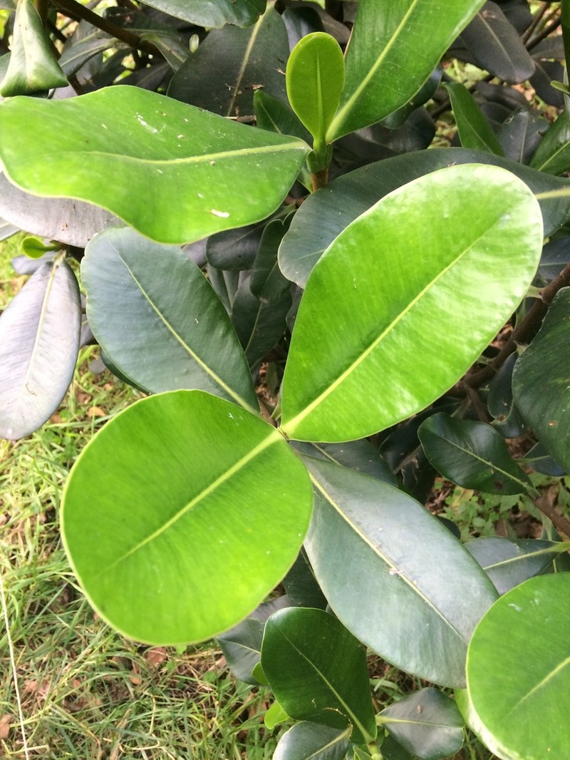 Clusia multiflora photo 6