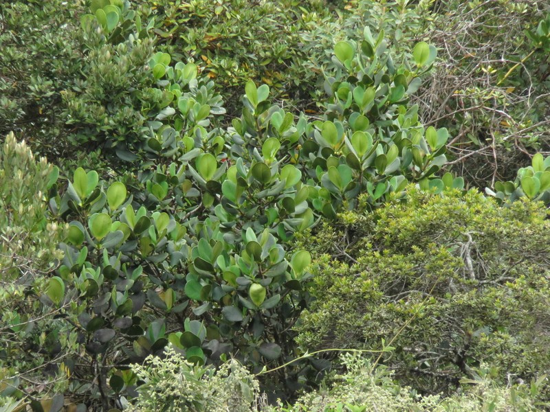 Clusia multiflora photo 7
