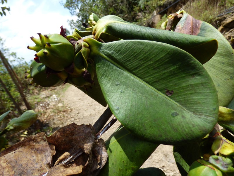Clusia multiflora photo 8
