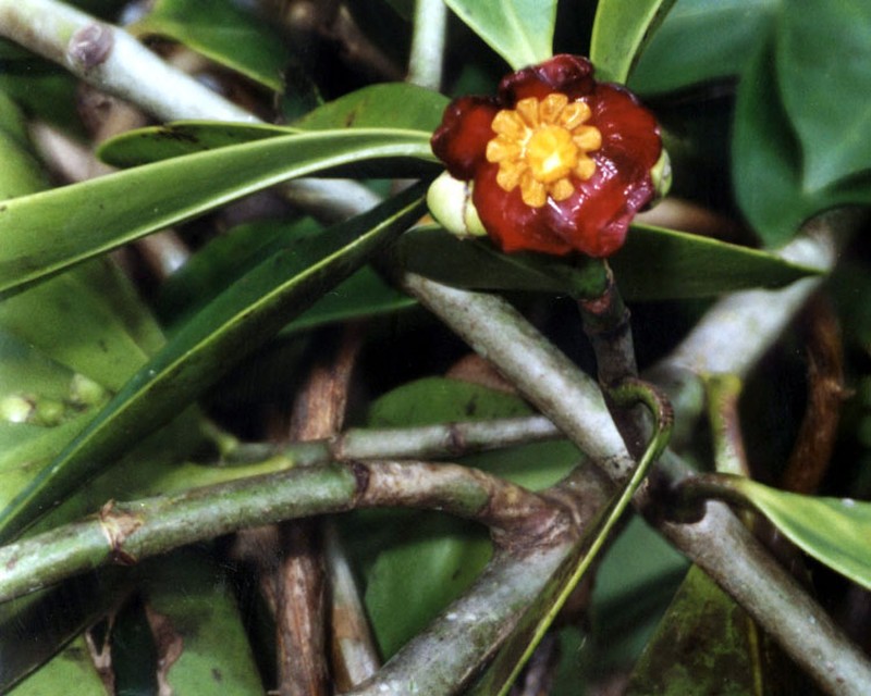 Clusia nigrolineata