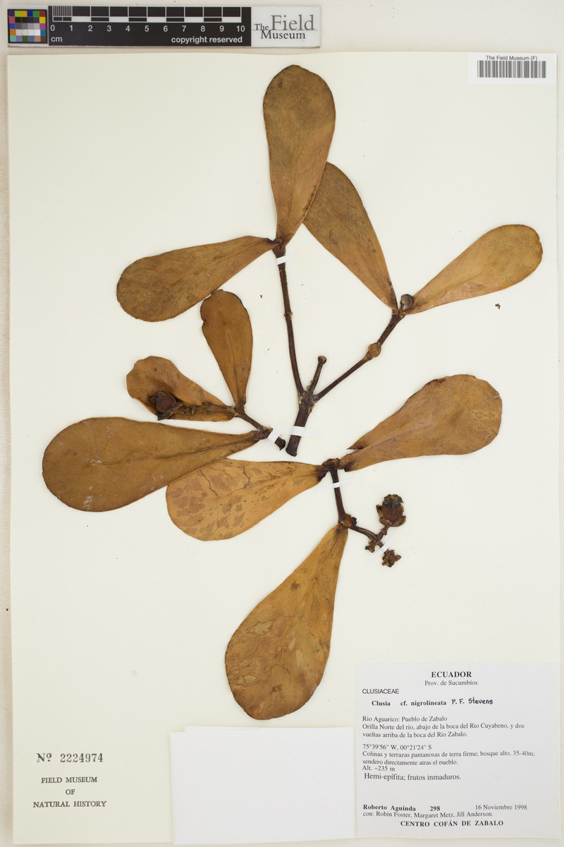 Clusia nigrolineata photo 2