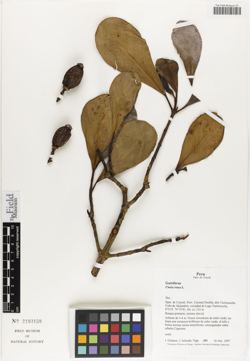 Clusia nigrolineata photo 3