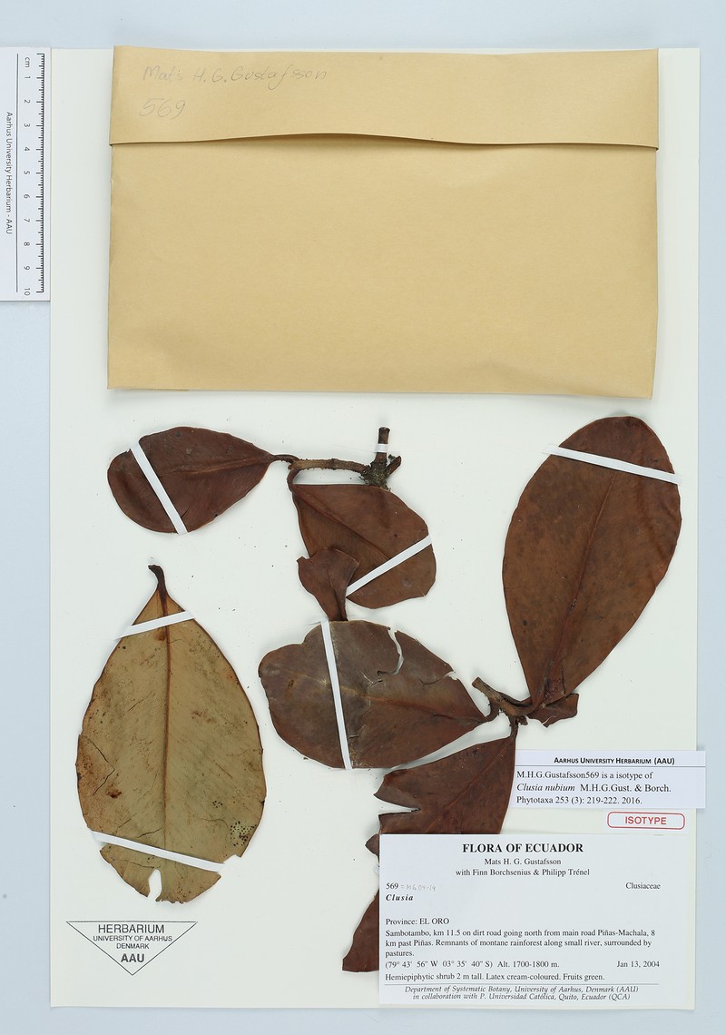 Clusia nubium