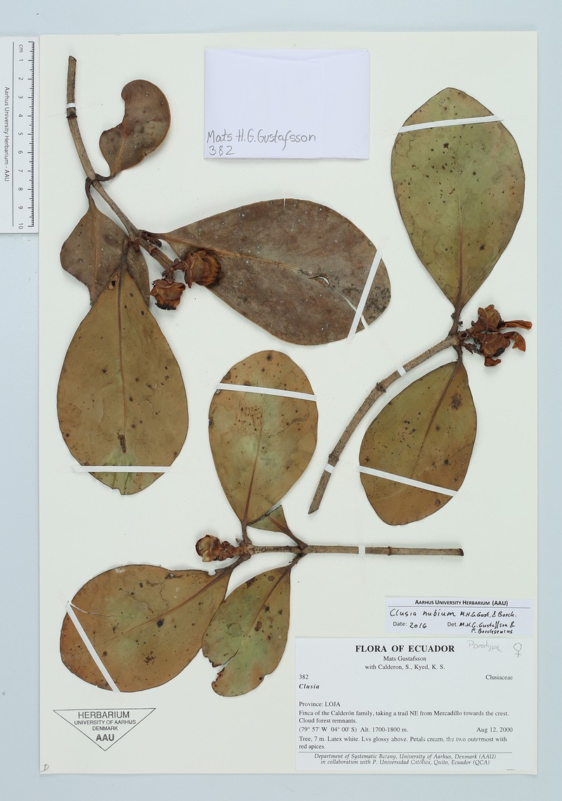 Clusia nubium photo 2