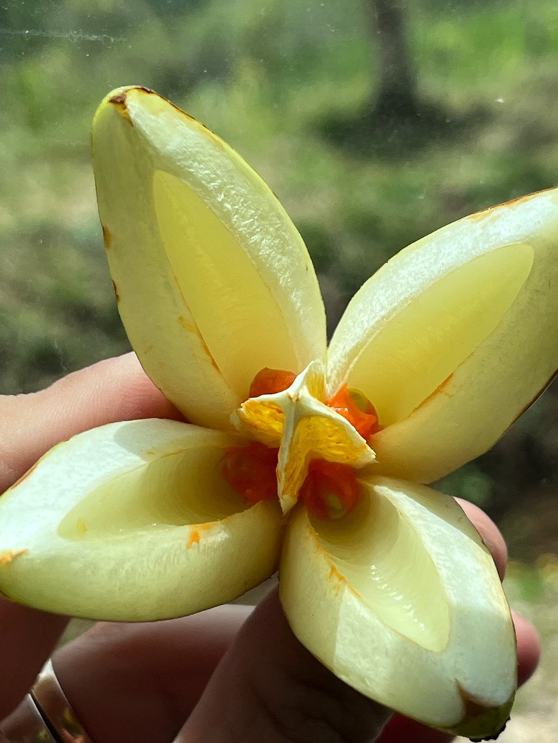 Clusia osaensis