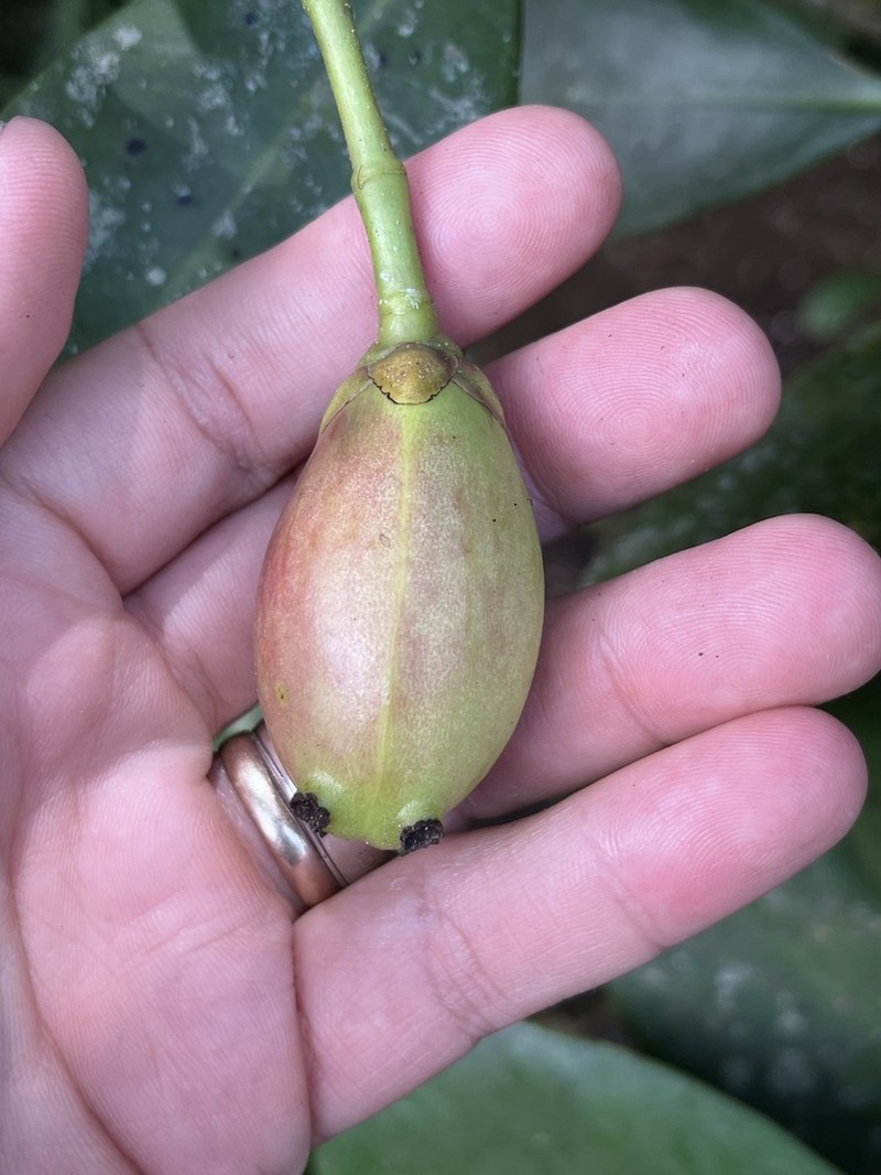 Clusia osaensis photo 2