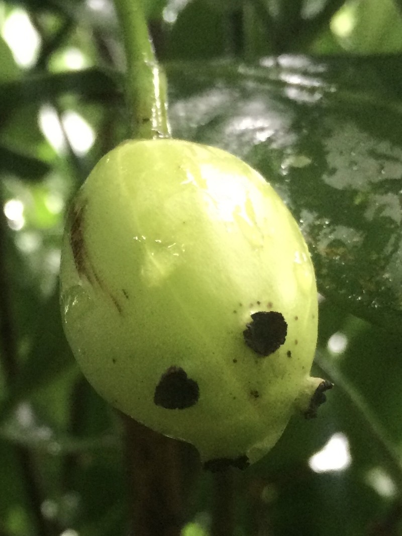 Clusia osaensis photo 3