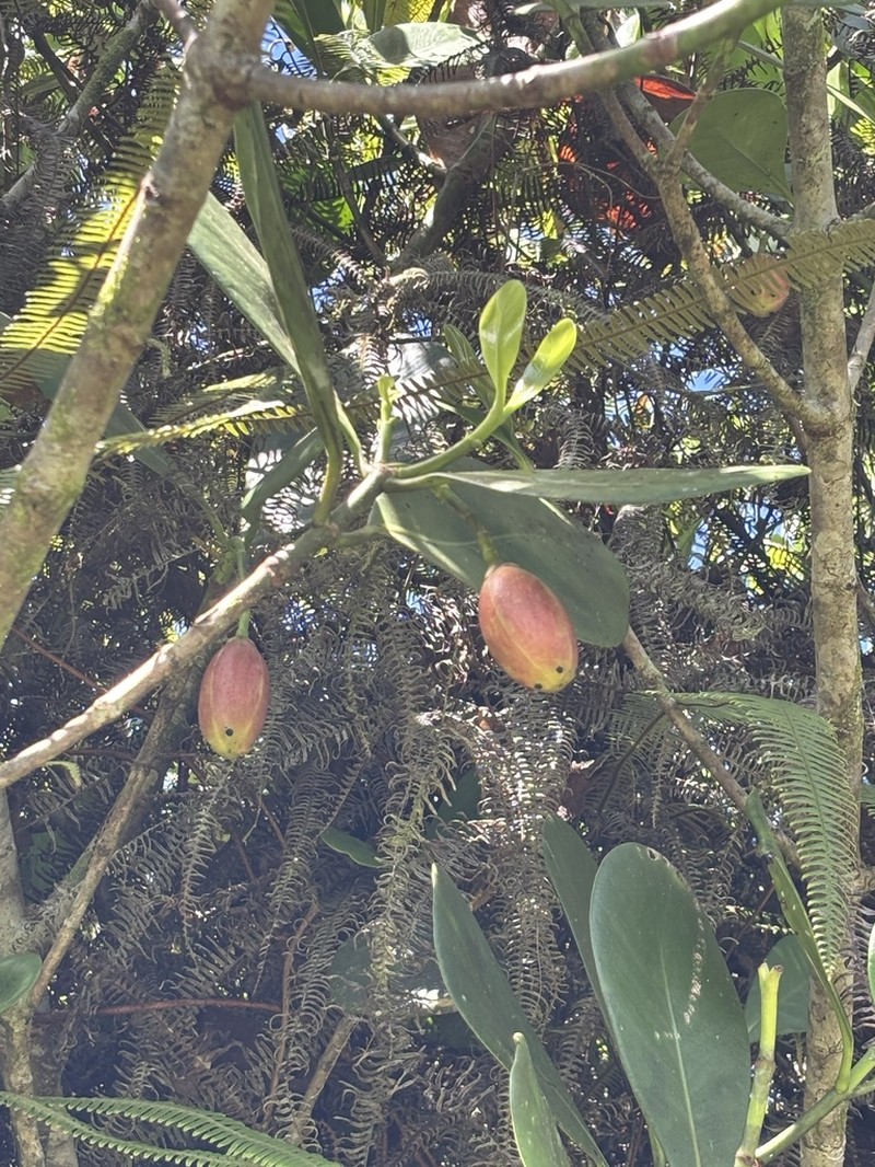 Clusia osaensis photo 4
