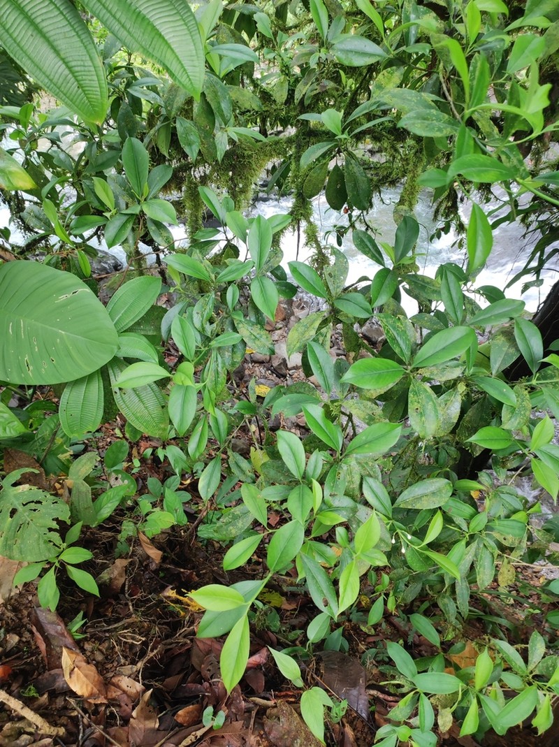 Clusia peninsulae photo 4