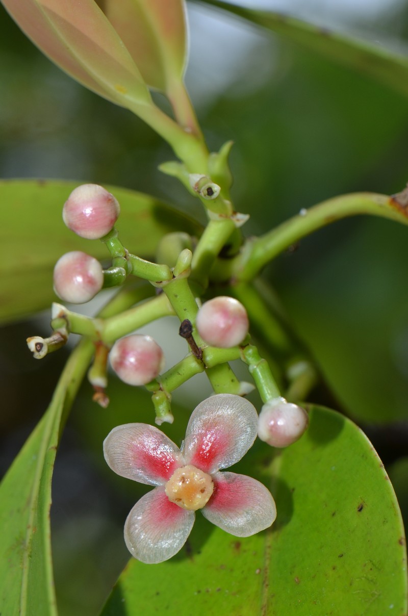 Clusia peninsulae photo 5