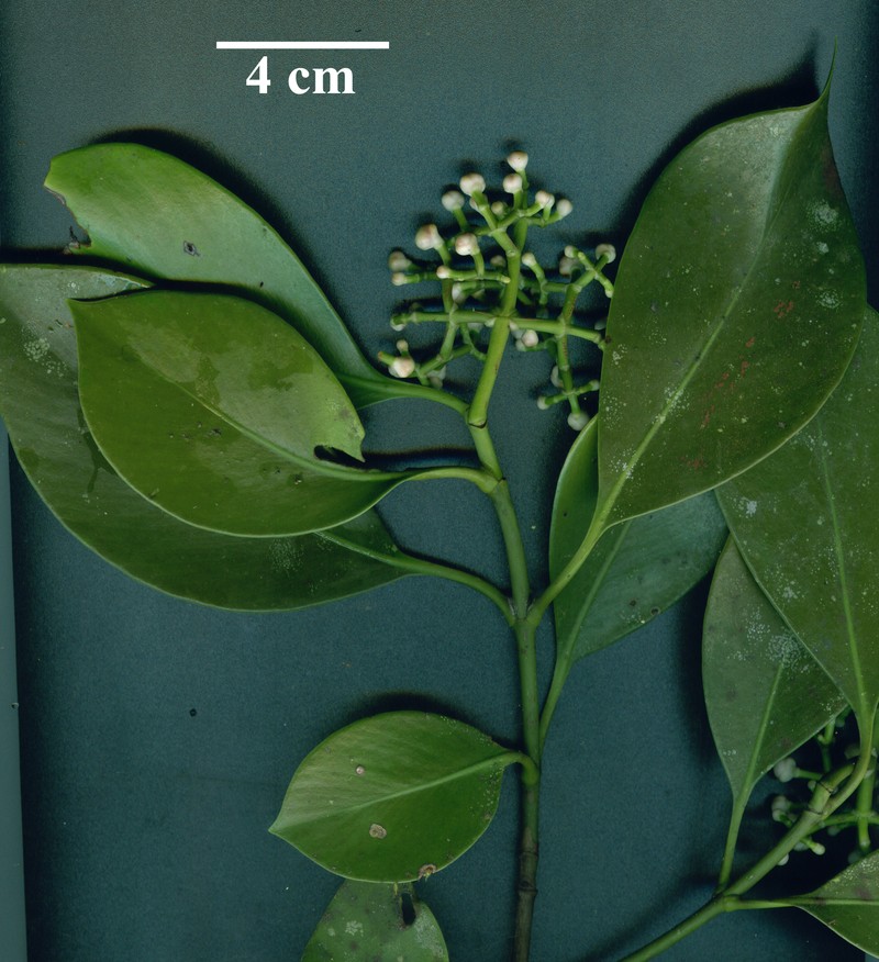 Clusia peninsulae